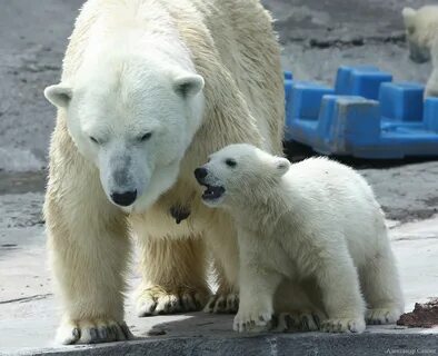 Bear москва