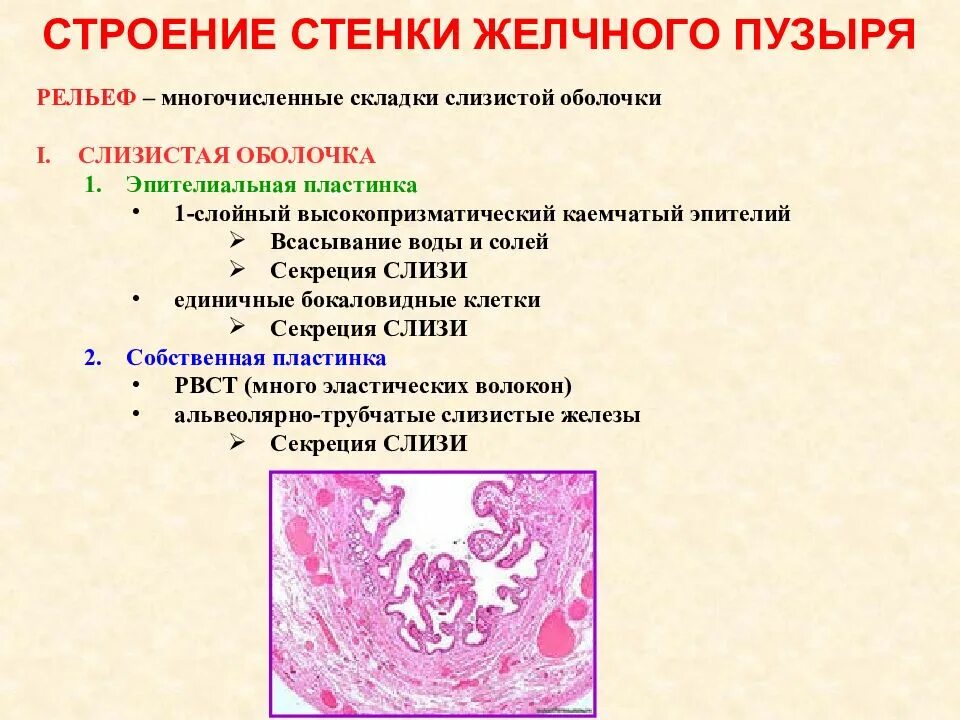 Эпителий печени и поджелудочной железы. Строение желчного пузыря гистология. Поджелудочная железа гистология. Эпителий желчного пузыр. Строение развития функция поджелудочной железы гистология.