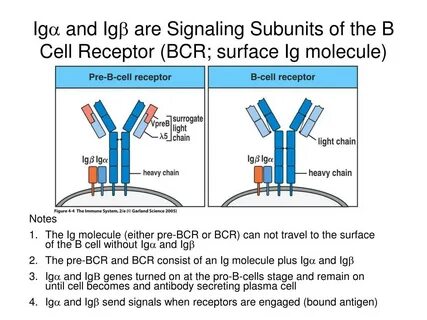 B signals