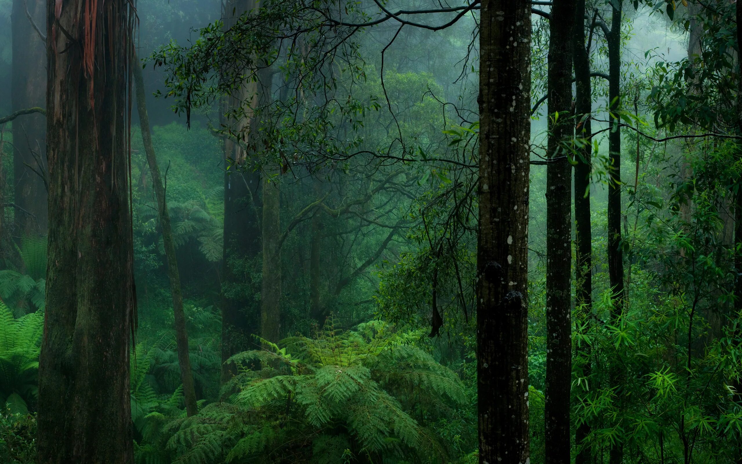 Невероятный лес. Дарк Форест густой лес. Лес фон. Тропический лес. Темный лес.
