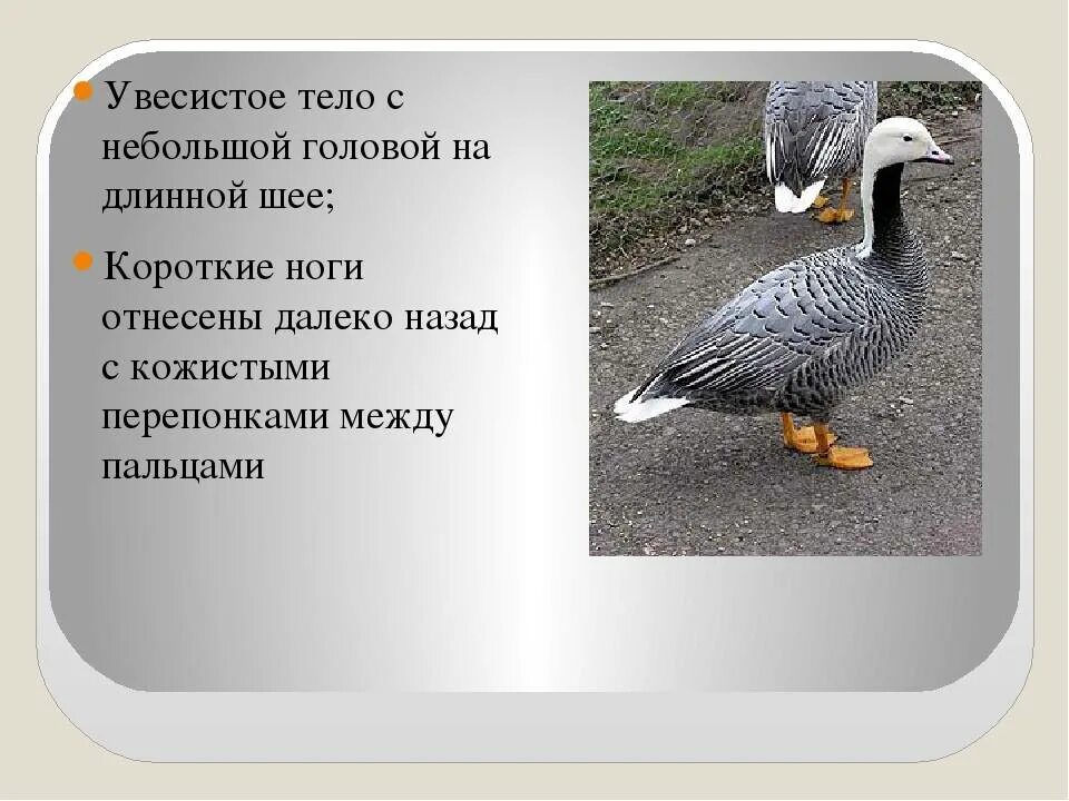 Гусеобразные птицы особенности строения. Строение гусеобразных. отряд гусеобразные представители. гусеобразные внутреннее строение. гусеобразные внешнее строение.