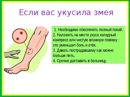 Можно ли кусать