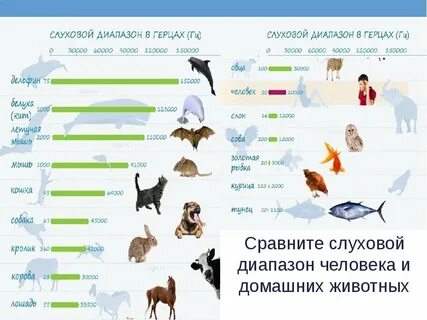 Какую частоту боятся собаки