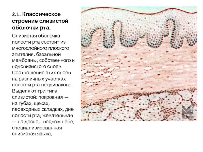 Строение слизистой оболочки анатомия. Строение слизистой оболочки полости рта. Строение слизистой оболочки полости рта анатомия. Строение эпителия полости рта.