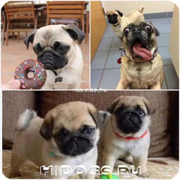 Мопс. Много мопсов. Клички для собак мальчиков мопсов. Как можно назвать мопса. Имена для собак мопсиков.