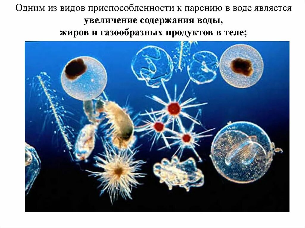 Планктон. Представители планктона. Планктон и фитопланктон. Планктон в водной среде. В состав планктона входят