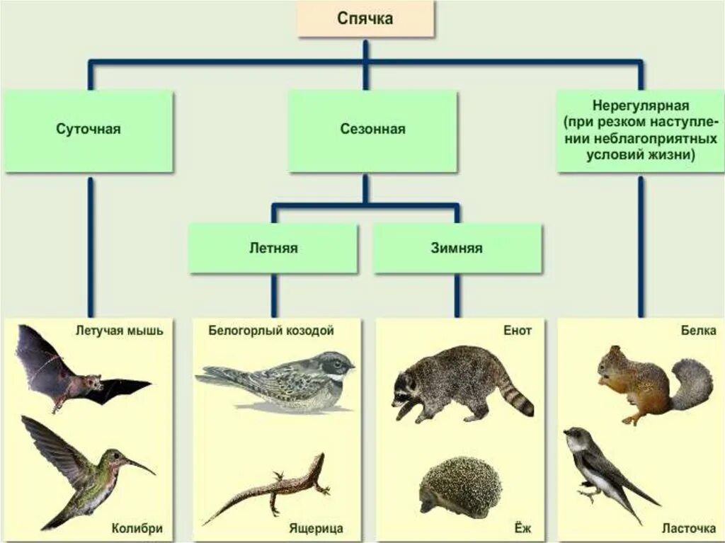Что такое спячка в биологии. Виды спячек у животных. Сезонная спячка у животных. Среда обитания 5 класс биология.