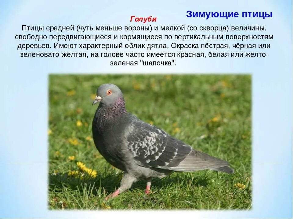 Читать про голубей