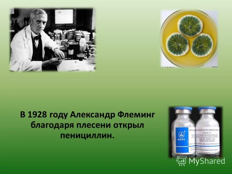 пенициллин флеминг год. флеминг 1929. флеминг пенициллин презентация. пенициллин флеминг год. флеминг открыл антибиотики в 1928г.