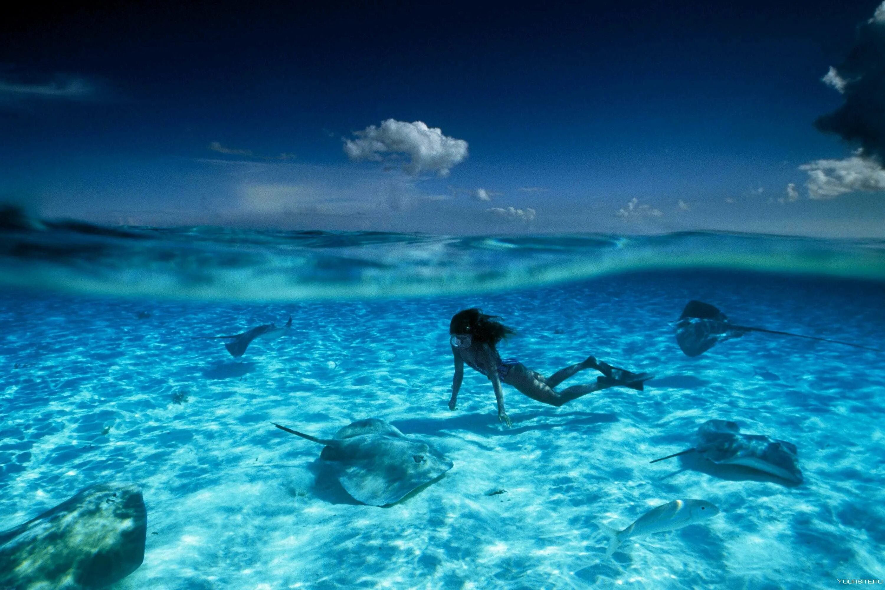 Свет твоего океана. Дэвид Дубиле круг барракуд. Плавать в океане. Океан под водой. Человек в океане.