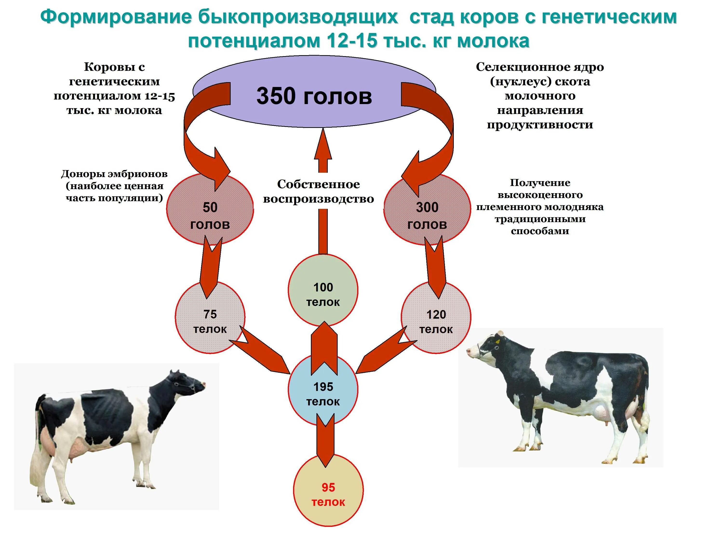 Генетически чистые линии