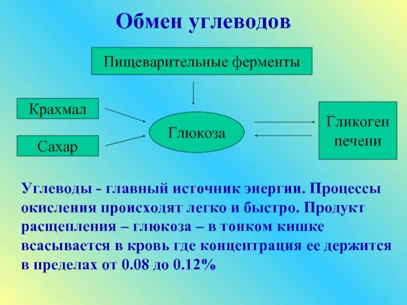 Обмен углеводов. Обмен веществ углеводов. Расщепление Глюкозы ферментами. Обмен углеводов Глюкоза ____________ (в). Какими ферментами расщепляются углеводы