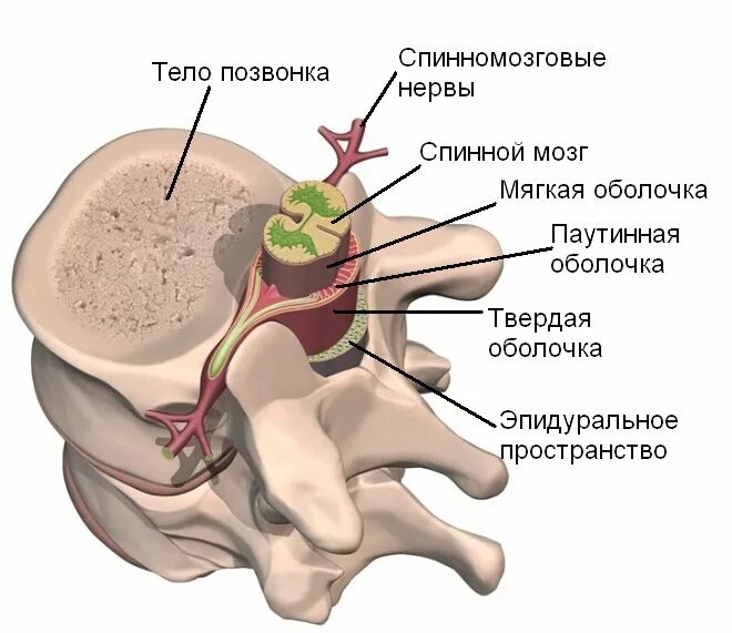 Грыжа мозговых оболочек освобождение нерва. Дуральный мешок позвоночника строение. Строение позвонка со спинным мозгом. Дуральный мешок спинного мозга. Дуральный мешок анатомия.