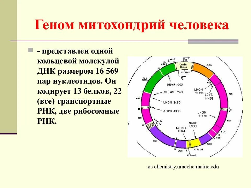 Кодирующие и некодирующие гены
