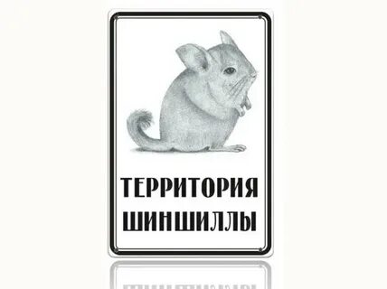 Шиншилла мем