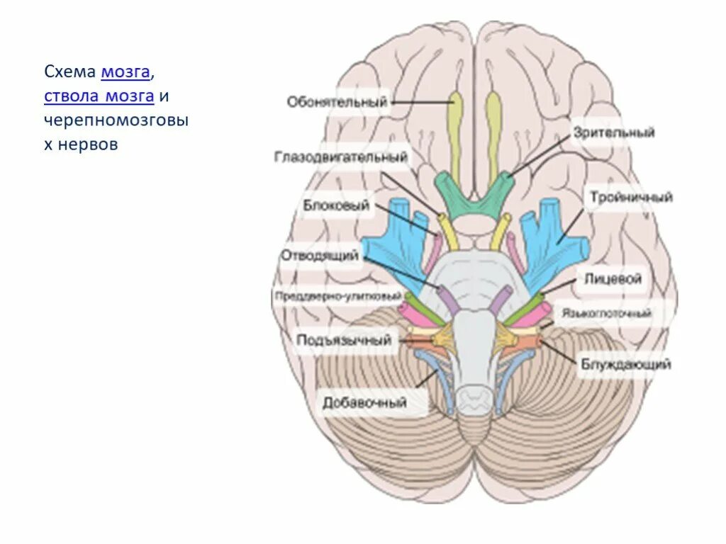Черепные нервы схема. 9-12 Нервы Черепные нервы. Черепные нервы 12 пар череп. Черепно-мозговые нервы 12 пар анатомия. 12 Пар черепных нервов выход из черепа.