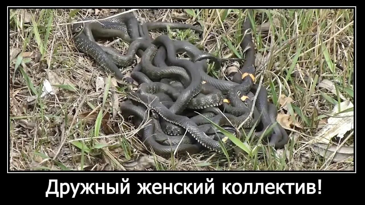 Змеиное логово дружный женский коллектив. Женский коллектив прикол. Дружный женский коллектив. Змеиный клубок женский коллектив. Картинка про женский коллектив.