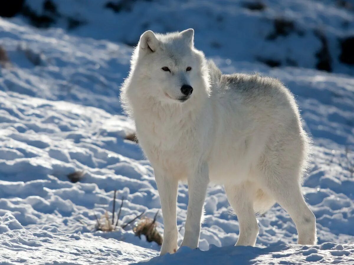 Северные хищные животные. Мелвильский островной волк. Арктический Полярный волк. Полярный волк в тундре. Волк Полярный тундровой.