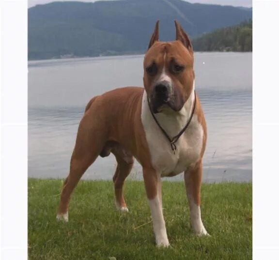 бойцовская собака девочки. стаффордширский терьер песочного цвета. красивые имена для американских стаффордширских терьеров. имена для девочек собак стаффорд стаффордширский терьер. голубопалевый стаффордширский терьер.