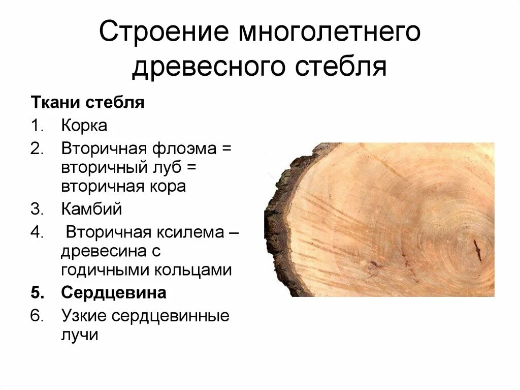 Сердцевина многолетнего стебля у растений выполняет функцию. Строение стебля древесина Луб. Строение стебля древесина функция. Годичные кольца древесины.