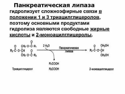 Панкреатическая липаза