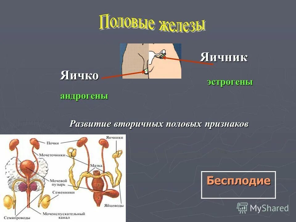 железы внешней секреции выделяют свой секрет. выделяет секреты в полость тела. железа внешней секреции что выделяется. железистый экзо эпителий. железы тела не имеющие выводных протоков.