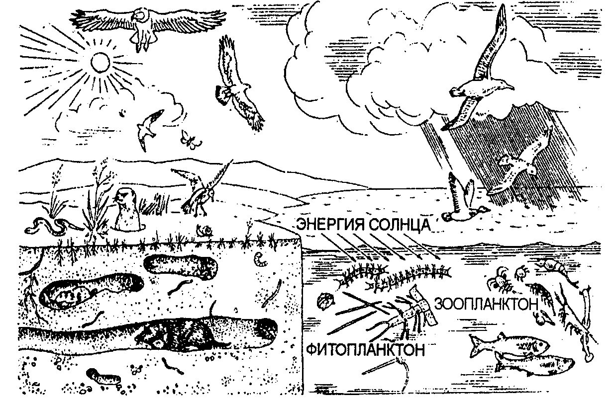 Среды жизни. Раскраска среды жизни. Среды обитания организмов рисунок. Основные среды жизни на планете.