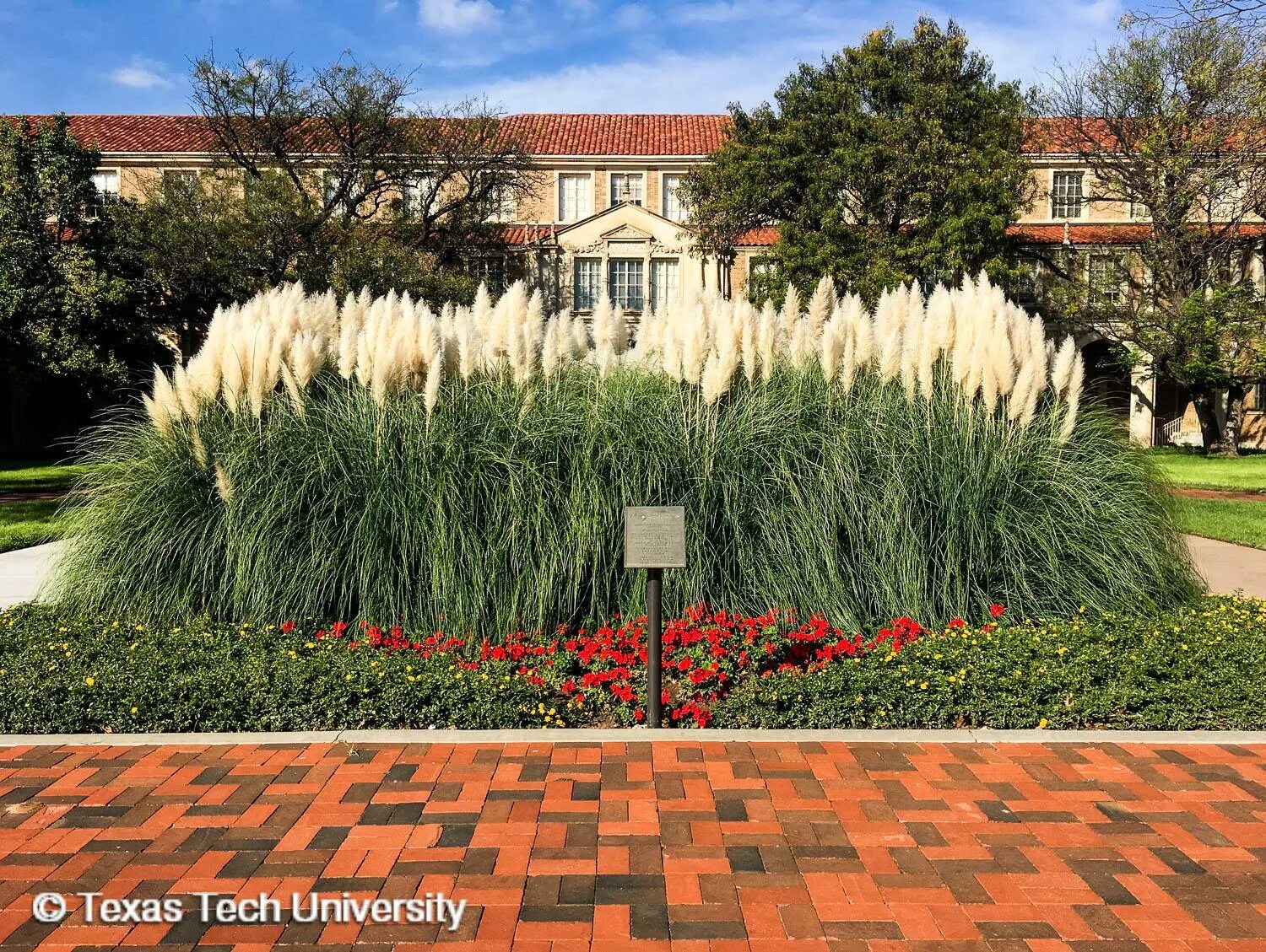 Ornamental Grass Is a Low-Maintenance, Drought-Resistant Plant Wonder Backyard l