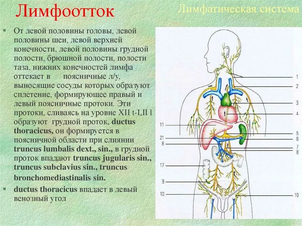 Как улучшить лимфоотток