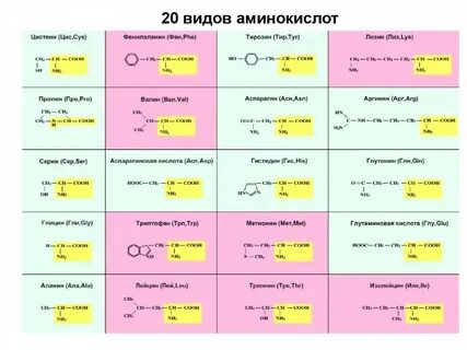 Таблица аминокислот биология