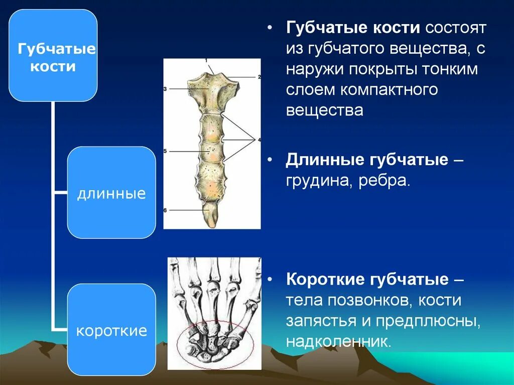 Кости образованные губчатым веществом. Губчатые кости. Губчатый. Губчатые кости человека. Строение губчатых костей.