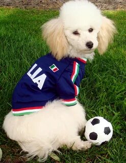 Football dog