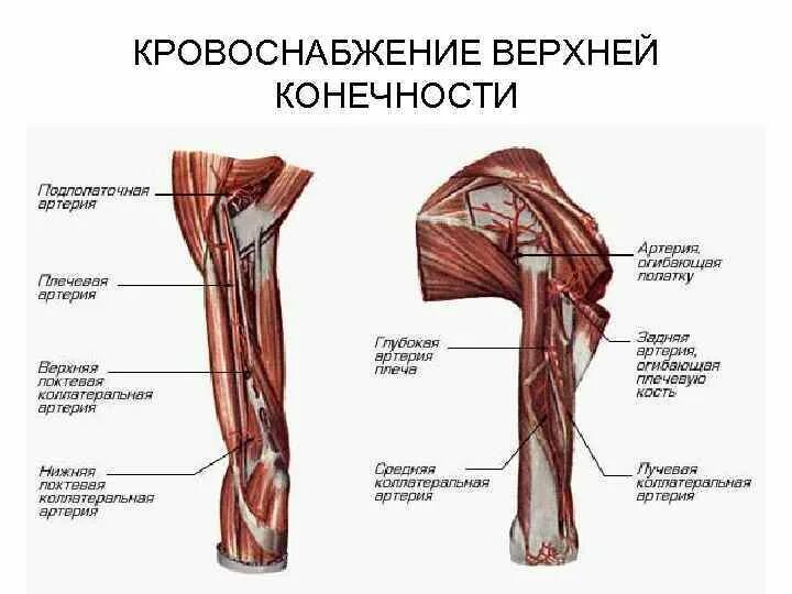 Артерии верхней конечности плечевая артерия. Кровоснабжение плечевой артерии. Артерии верхней конечности схема. Сосуды верхней конечности анатомия. Кровообращение верхней конечности