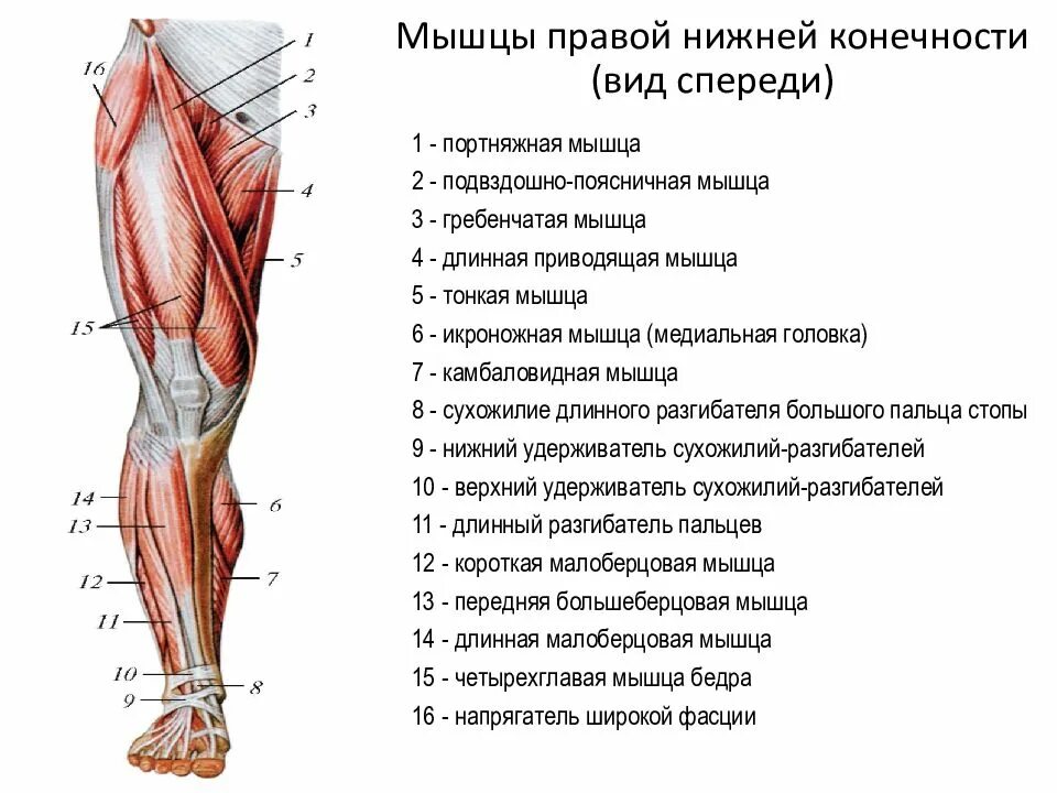 Мышцы нижней конечности анатомия спереди. Мышцы правой нижней конечности вид спереди.