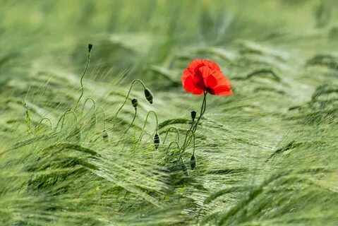 Poppy market