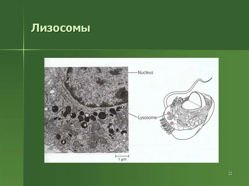 Лизосомы человека. Лизосомы строение. Схема строения лизосомы. Лизосомы ЕГЭ.