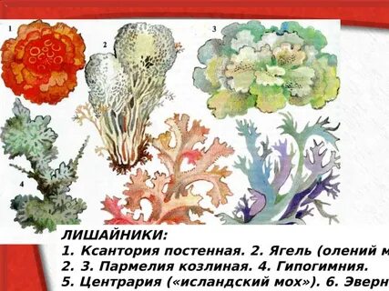 Название лишайников 7 класс