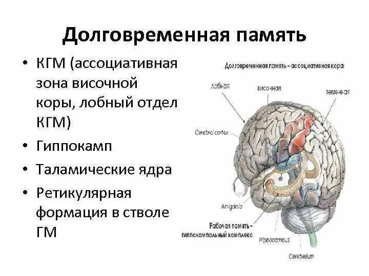 Структуры головного мозга отвечающие за память. Кратковременная память часть мозга. Отдел головного мозга +отвечающий за кратковременную память. Структура памяти человека долговременная. Память в каком отделе мозга