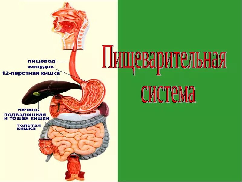 Ком в пищеводе причины. Заболевания пищеварительной системы. Заболевания пищеварительной системы человека. Процессы пищеварения в пищеводе.