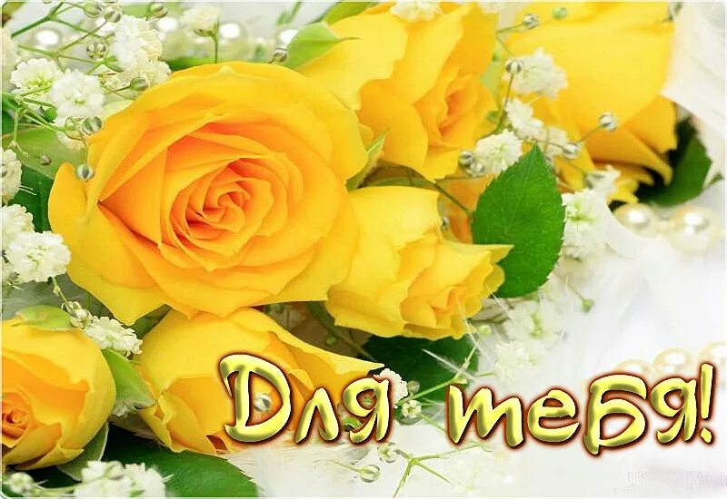 символика желтой розы. желтые розы слова. цитаты про желтые розы. с днем рождения c ;tknsvb hjpfvn. стихи о желтой розе.