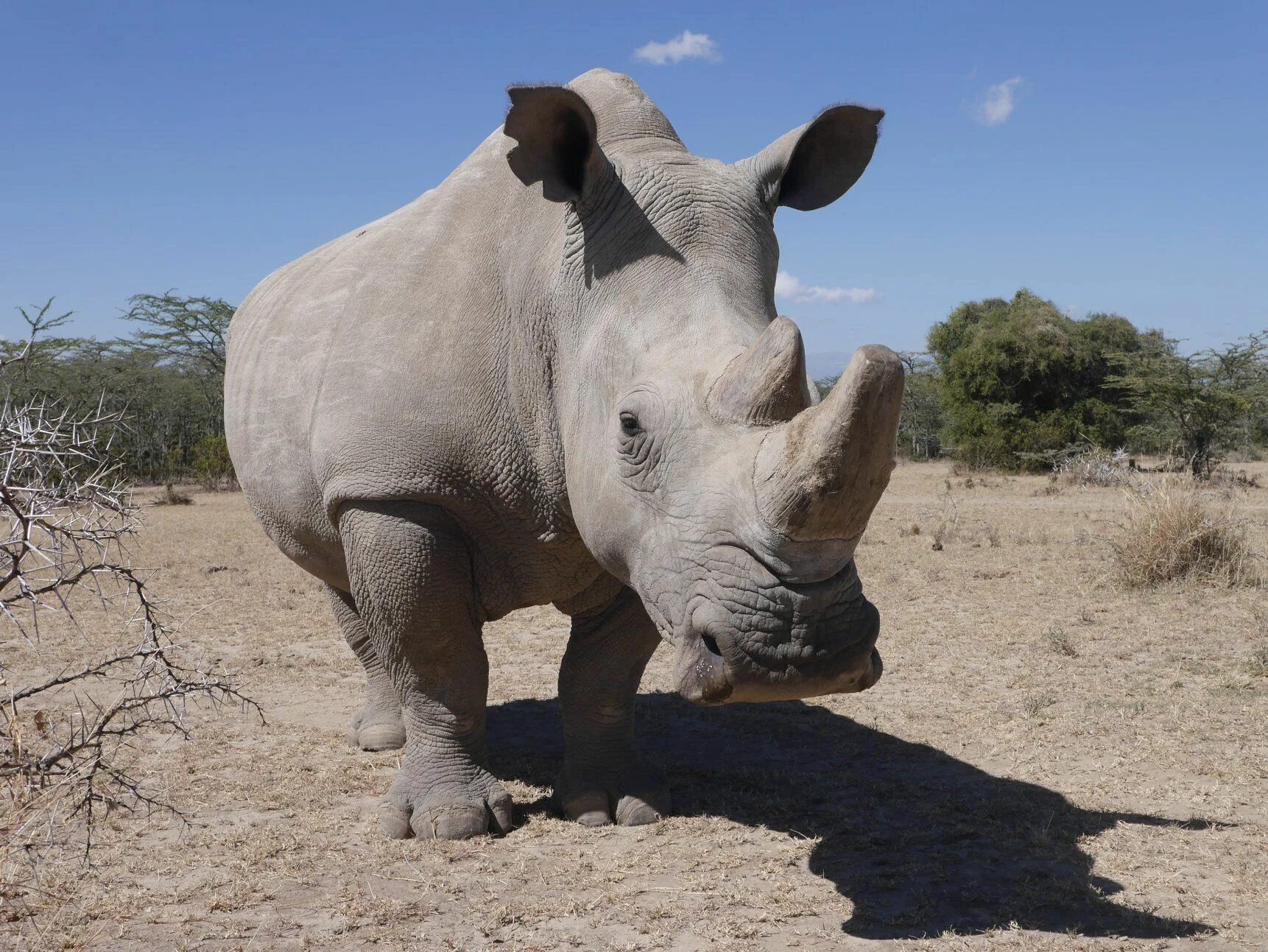 Носорог. Белый носорог. Носорог большой. Носорог вес.