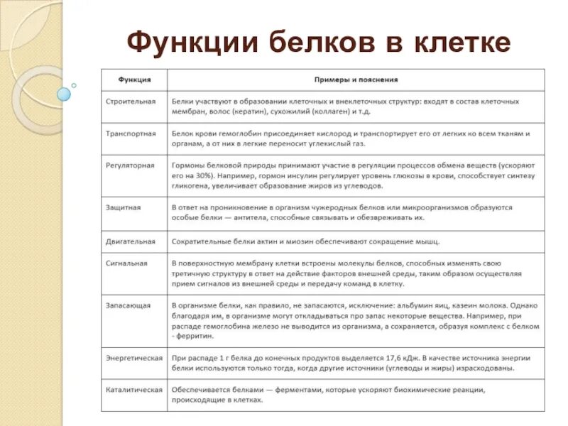 Список функций белков. Функции белков 5 класс биология. Перечислите функции белков в организме человека. Функции белков в организме человека с примерами.