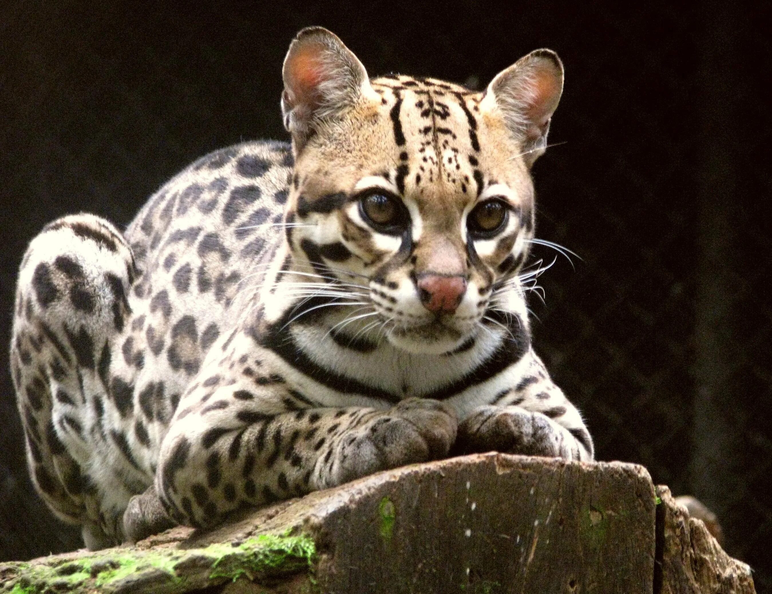 5 самых редких животных