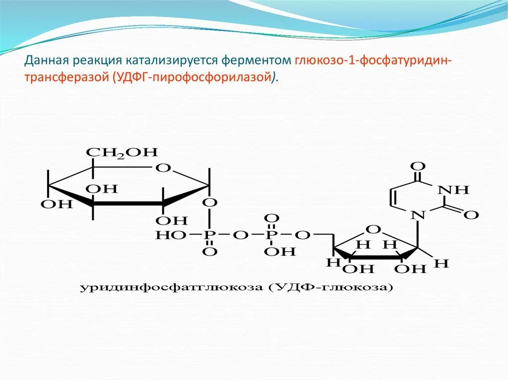 Реакция фосфодиоксиацетон катализирует фермент. УДФГ биохимия. Трансфераза катализирует реакцию. УДФ пирофосфорилаза. Химическая реакция катализируемая ферментом