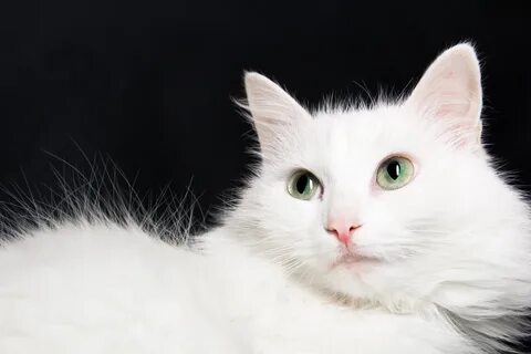 Сайт белый кот