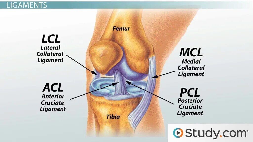 Acl что это. Лигамент. Medial lateral Collateral ligament ELBOÜ. MCL В биологии.