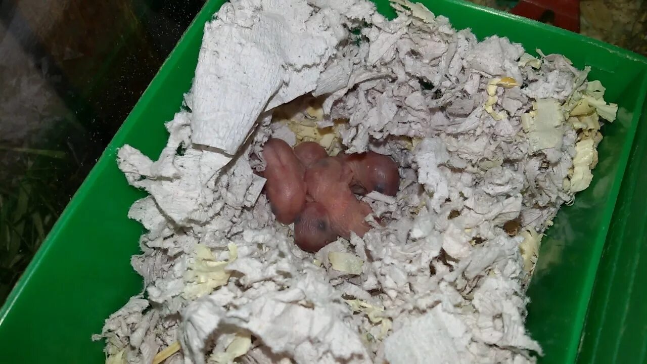 Хомячка рожает. Беременный джунгарский хомяк. Новорождённых джунгарские хомяки. Новорожденные джунгарские хомячки. Беременность хомяков.