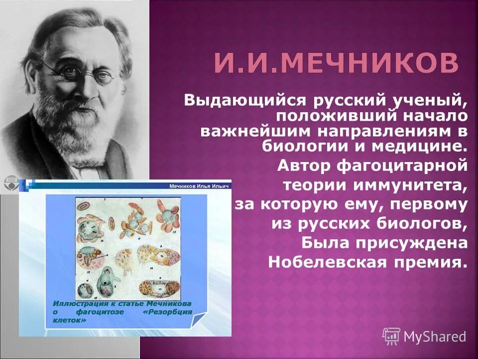 ) -. мечников создал фагоцитарную теорию иммунитета. создание фагоцитарной теории иммунитета ученый. и. создание фагоцитарной теории иммунитета ученый.