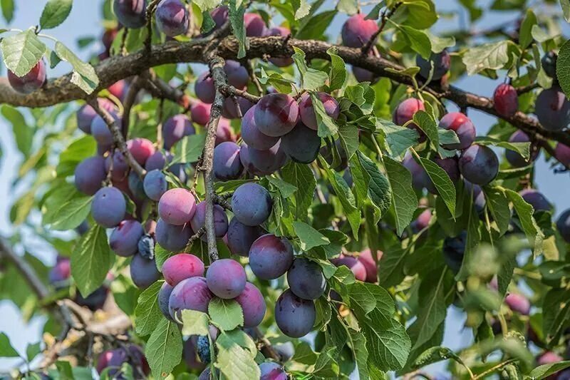 Через сколько плодоносит слива. Слива плодовая Prunus domestica. Дерево слива Анжелино.