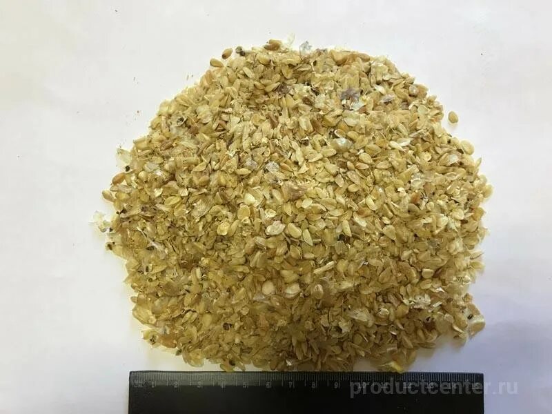 Зародыш кукурузного зерна. Кукурузный зародыш фото. Зародыш кукурузы. Зародыш кукурузный. Зародыш кукурузного зерна.